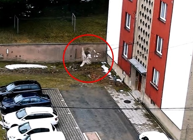 Hrdlička
